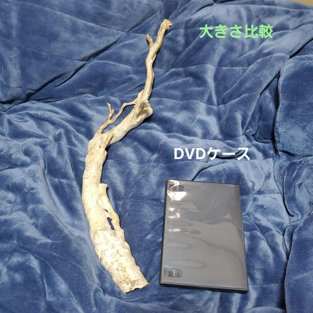 深海松　天然珊瑚　原木