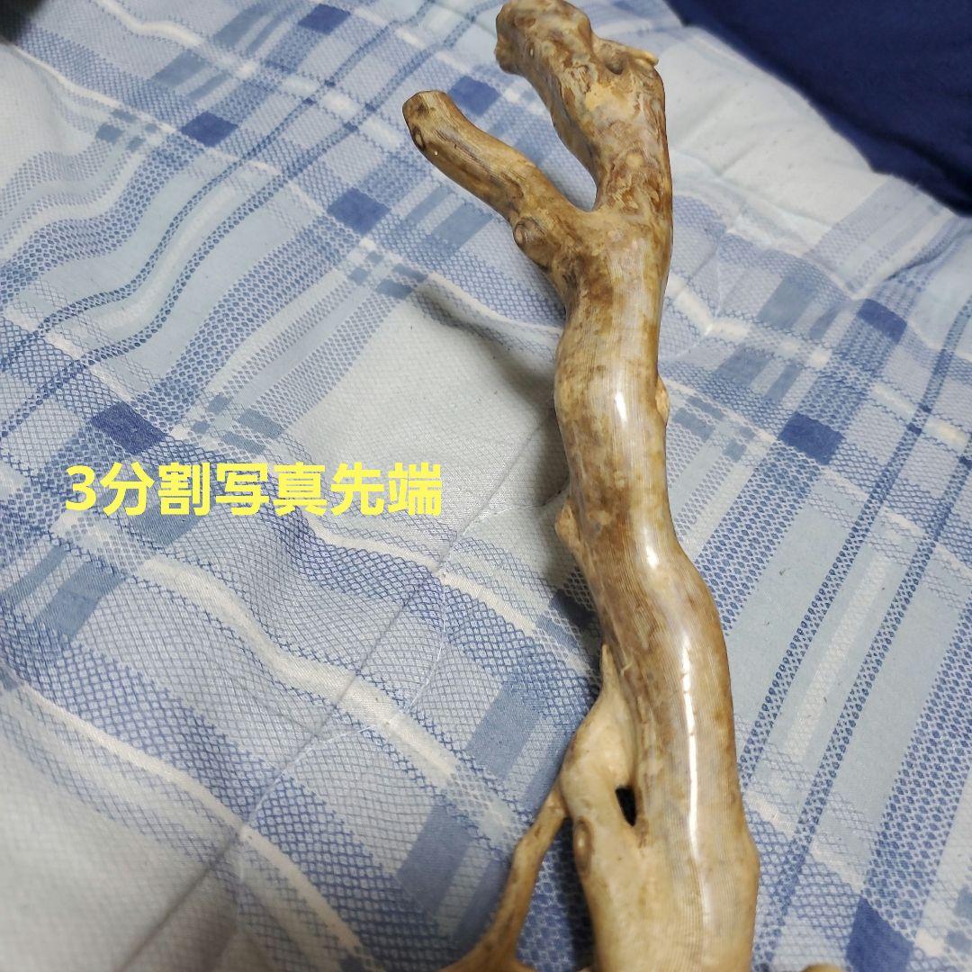 深海松　天然珊瑚　原木