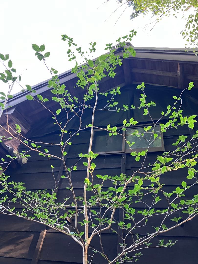 81 山採り　アオハダ