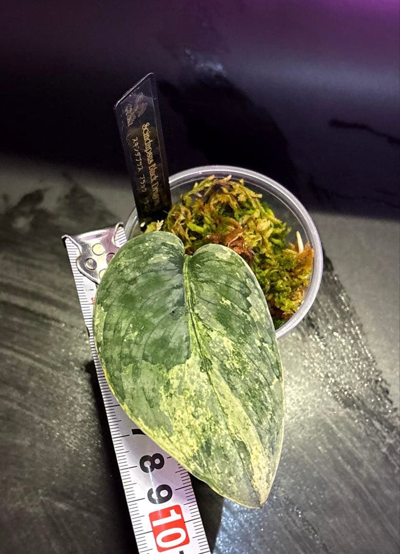 (まに商品)スキンダプサス　セット　a1