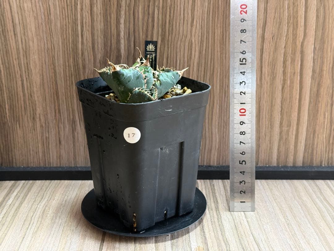 【SSS株】良形 アガベ チタノタ 悪魔くん 選抜株