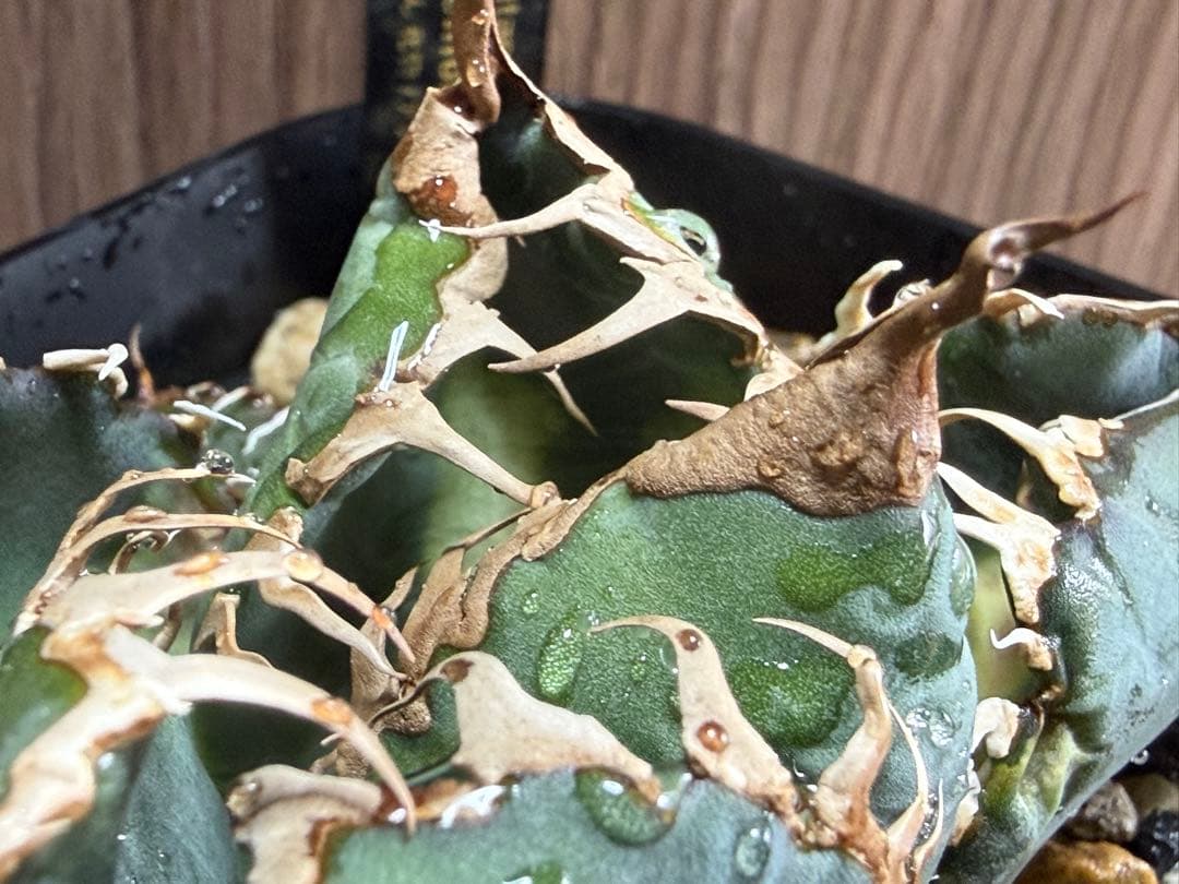 【SSS株】良形 アガベ チタノタ 悪魔くん 選抜株