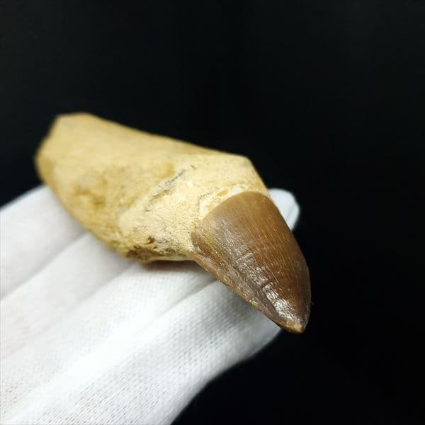 美品 歯根付き モササウルス 化石 本物 モロッコ産 80.09mm mos8