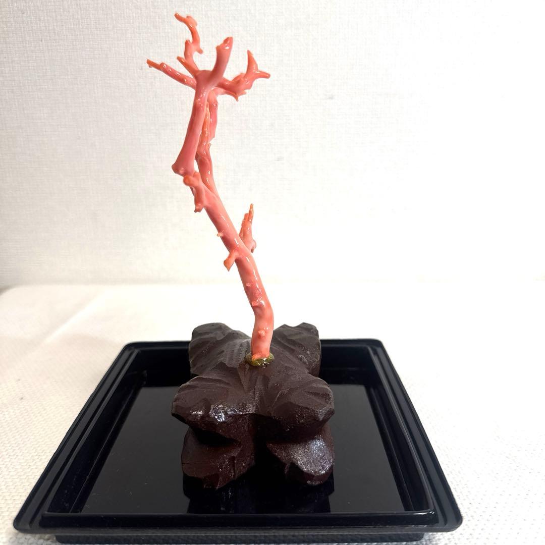赤珊瑚 サンゴ 珊瑚 置物