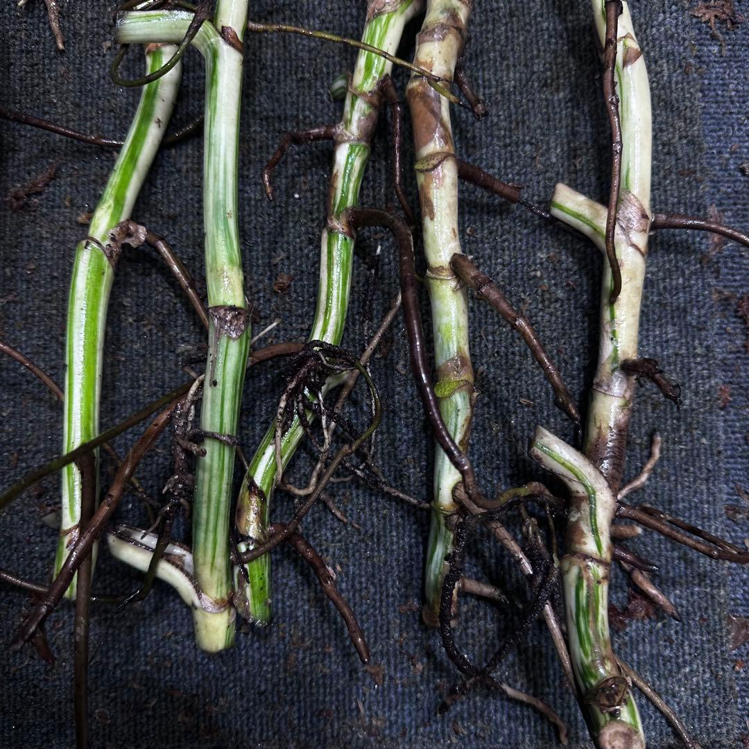 a*a様 斑入りモンステラホワイトタイガー大茎8株おまとめ