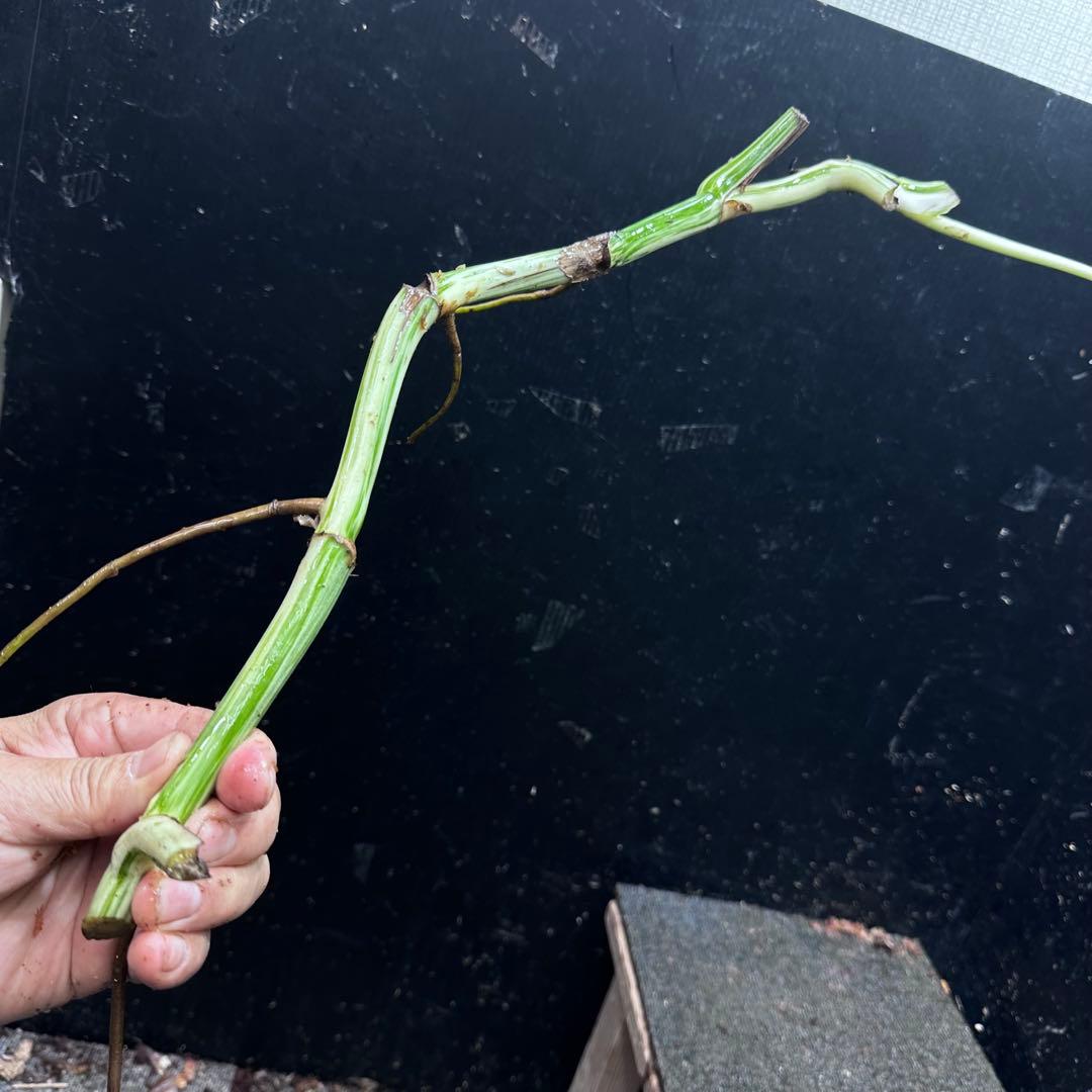 a*a様 斑入りモンステラホワイトタイガー大茎8株おまとめ