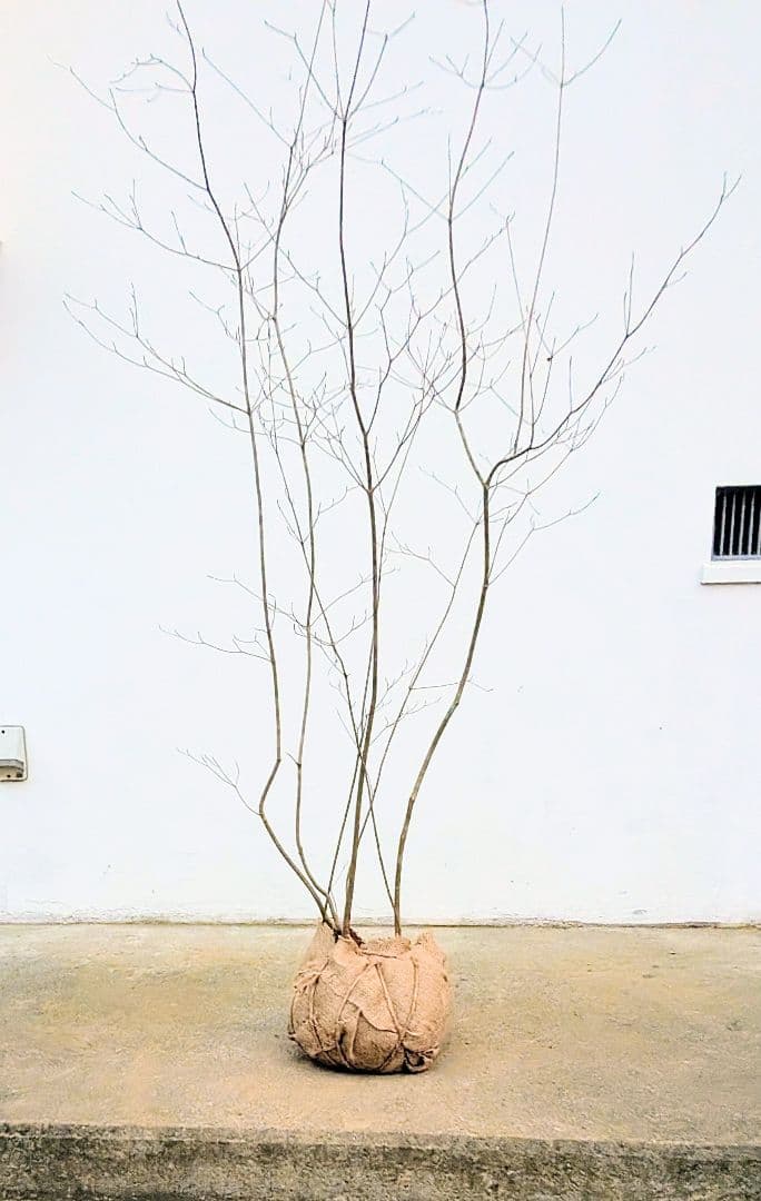 山採りドウダンツツジ。