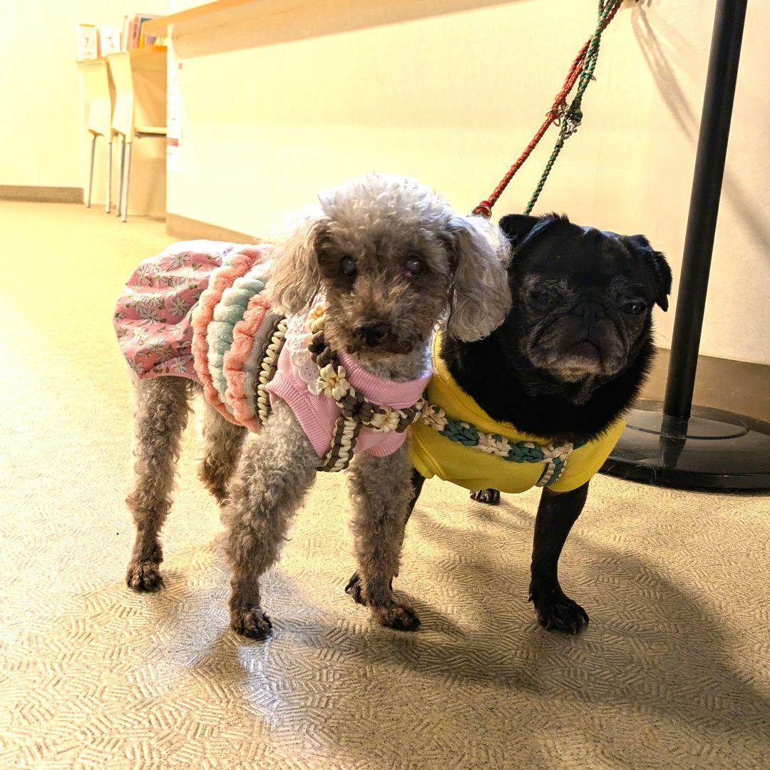 **お洋服着用写真**