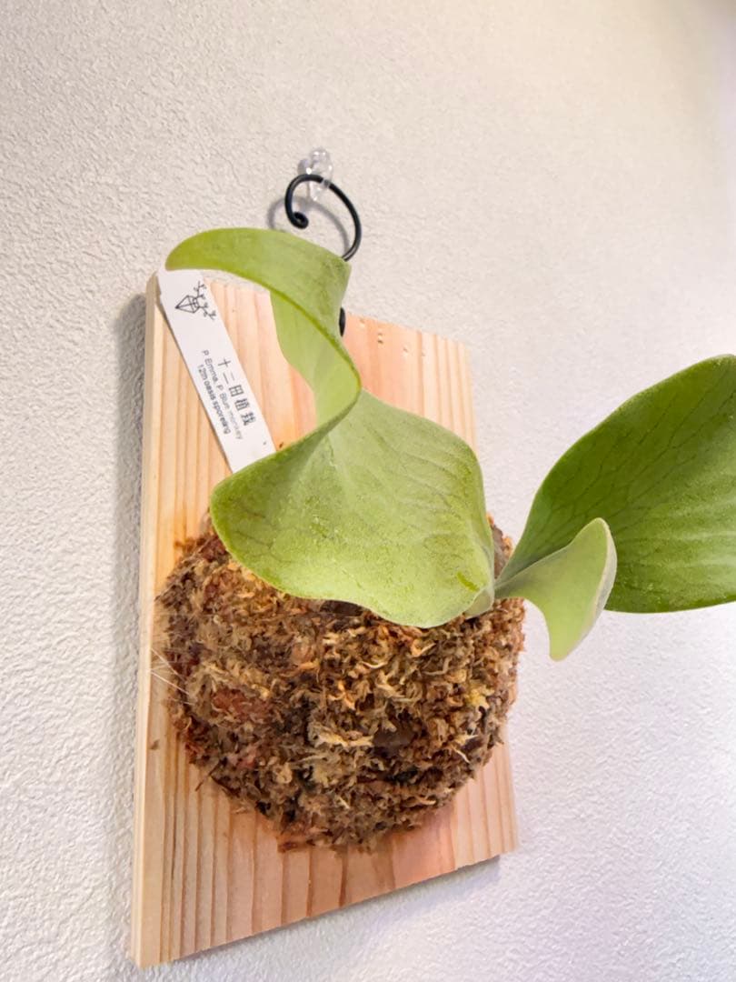 ビカクシダ P.Emma, P.Blue monkey mix spore