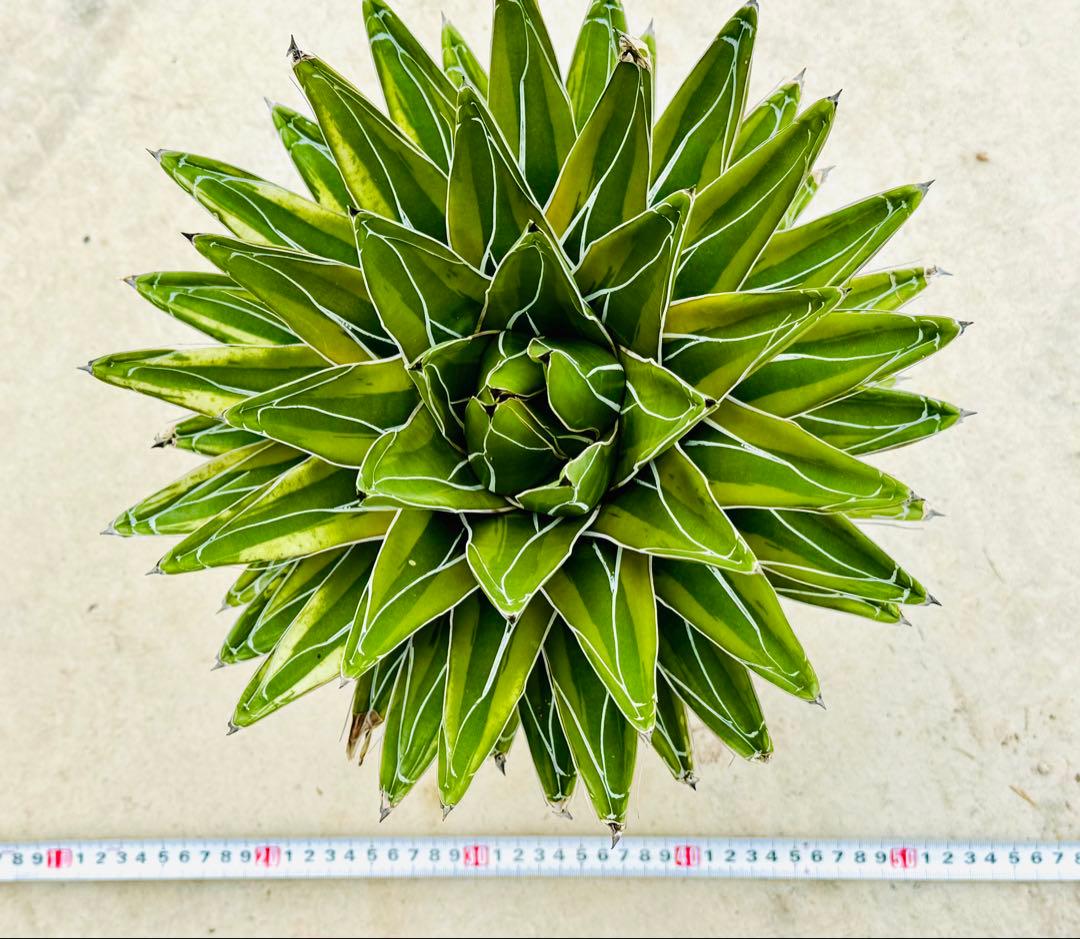 笹の雪　錦　アガベ　斑入り　検)サンバースト　輝山　耐寒性　ドライガーデン　地植