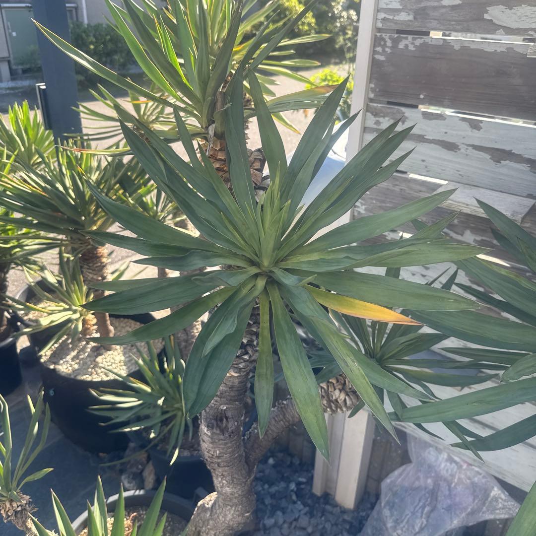 ユッカグロリオサ　分頭！　子株も有り　芋付き　1.25m以上　直接取り引きのみ