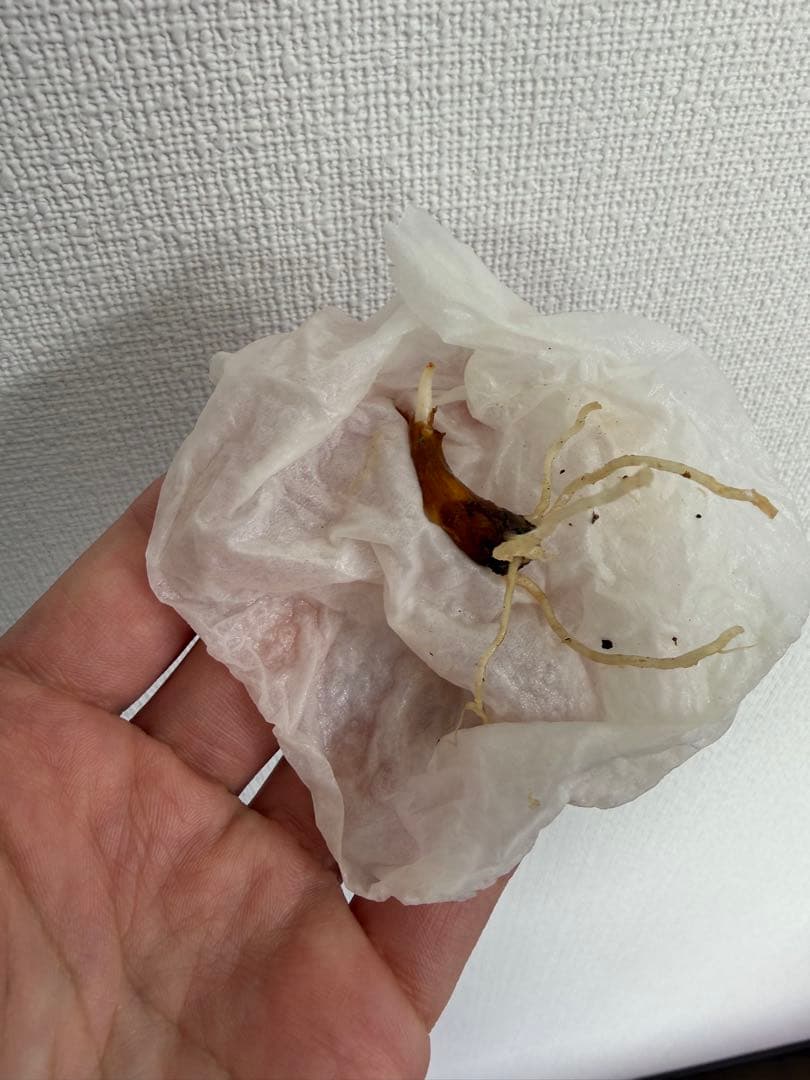 アロカシア8種　小芋セット【限定特価】