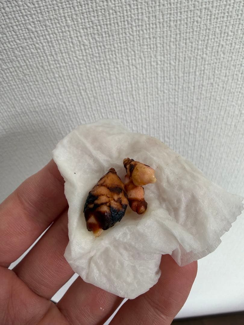 アロカシア8種　小芋セット【限定特価】