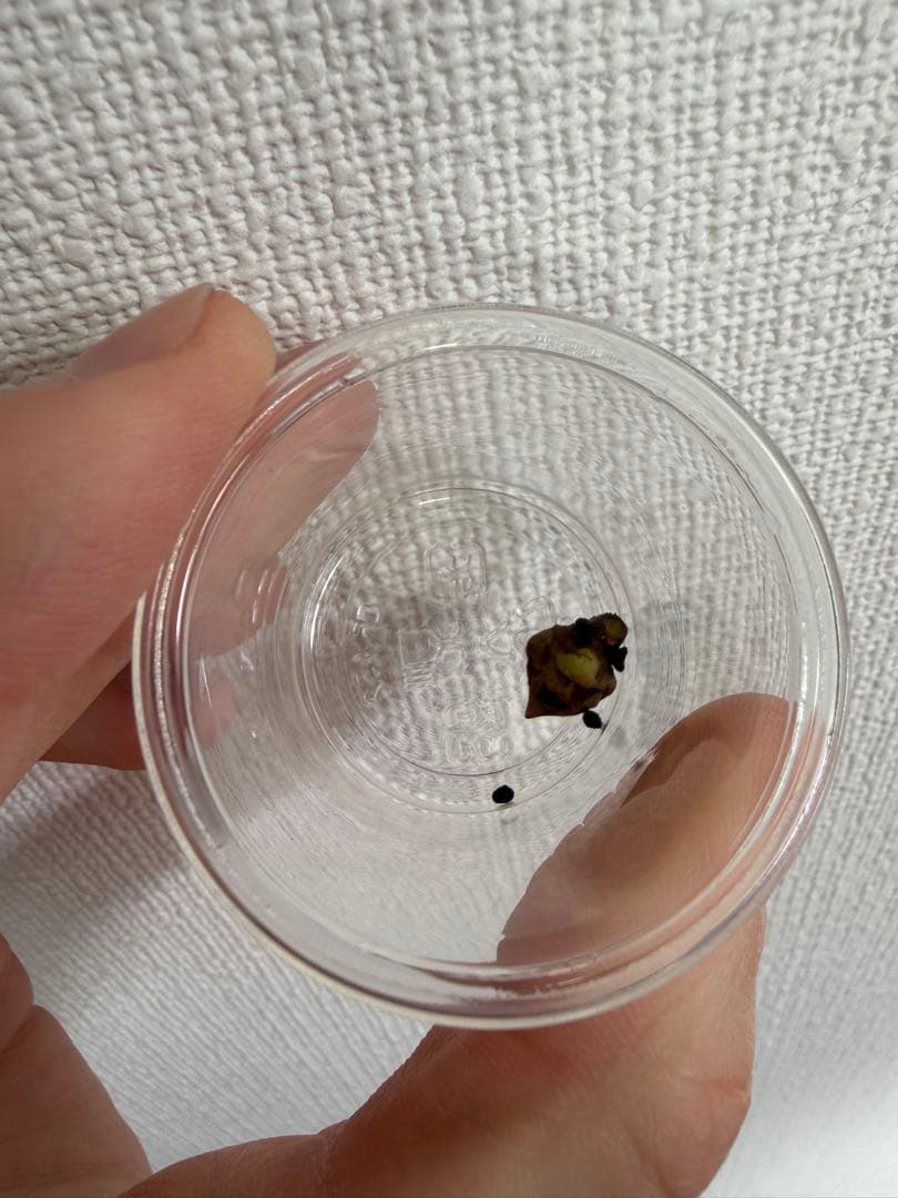 アロカシア8種　小芋セット【限定特価】