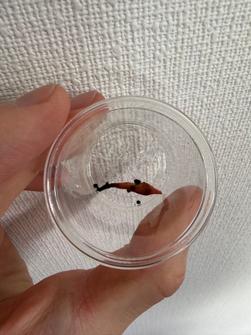 アロカシア8種　小芋セット【限定特価】