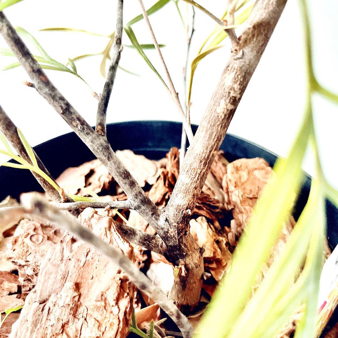 ✨花芽付き✨グレビレア カランドラジェム オージープランツ 観葉植物 calm