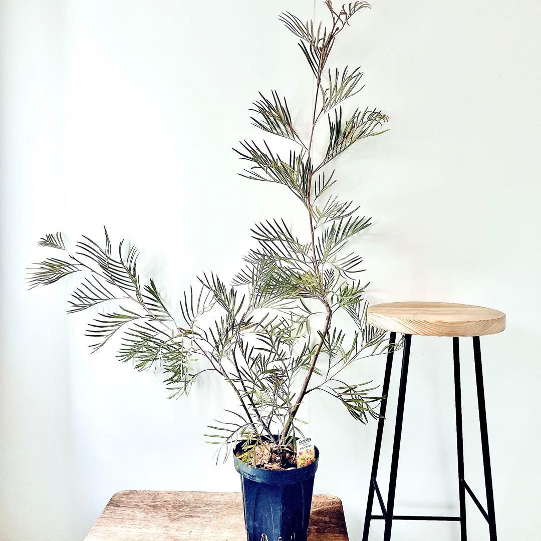 ✨花芽付き✨グレビレア カランドラジェム オージープランツ 観葉植物 calm