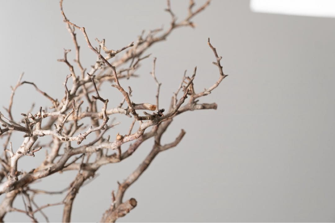 kk116 オペルクリカリア パキプス ベアルート株