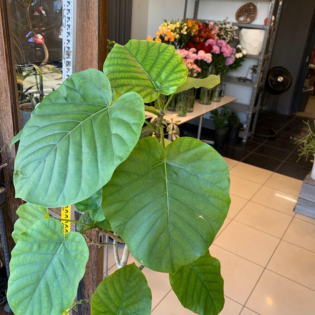 フィカス ウンベラータ 曲がり 8号