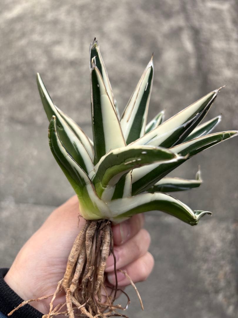 アガベ　氷山　大株　変斑