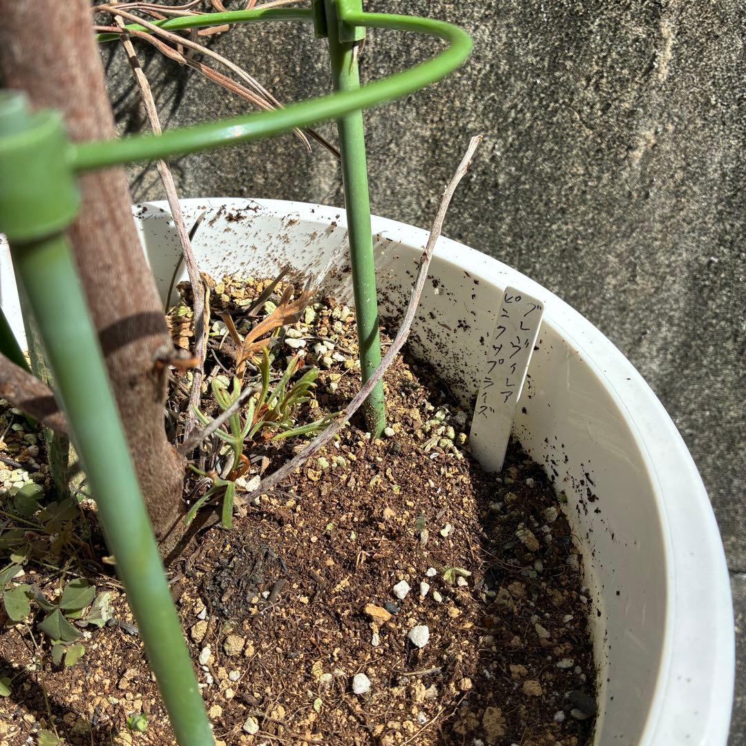 グレビレア　ピンクサプライズ 約1.9メートル　特大　希少種