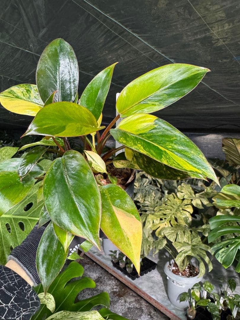 9フィロデンドロン　レッドコンゴ　斑入り　成長点2つ