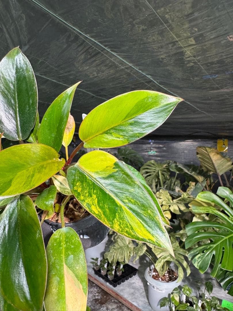 9フィロデンドロン　レッドコンゴ　斑入り　成長点2つ