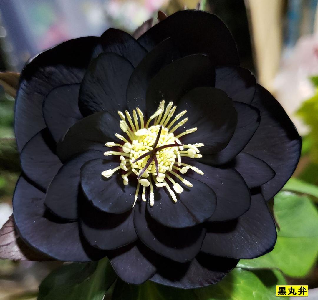 クリスマスローズ クレオパトラ等黒花 交配発芽苗10本セット