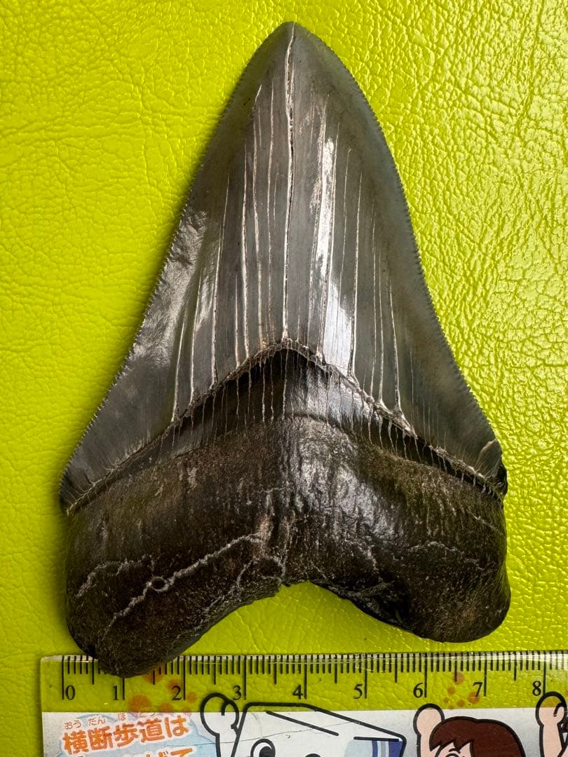 L*9様 【博物館級】宝石のような『メガロドン』の歯の化石