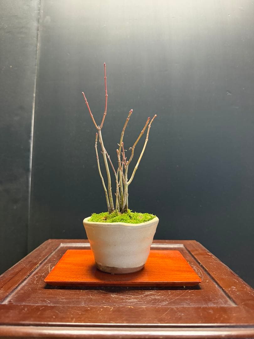 K*H様 特別オークションミニ盆栽３鉢セット　黒松真柏紅葉