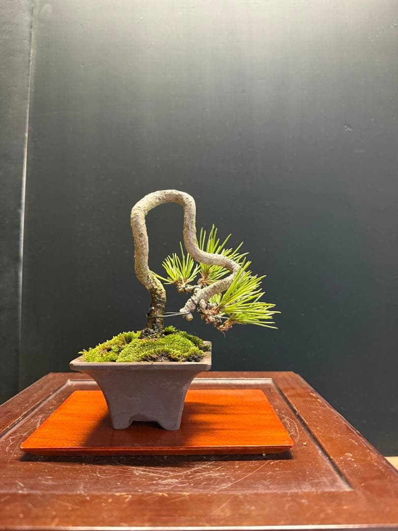 K*H様 特別オークションミニ盆栽３鉢セット　黒松真柏紅葉