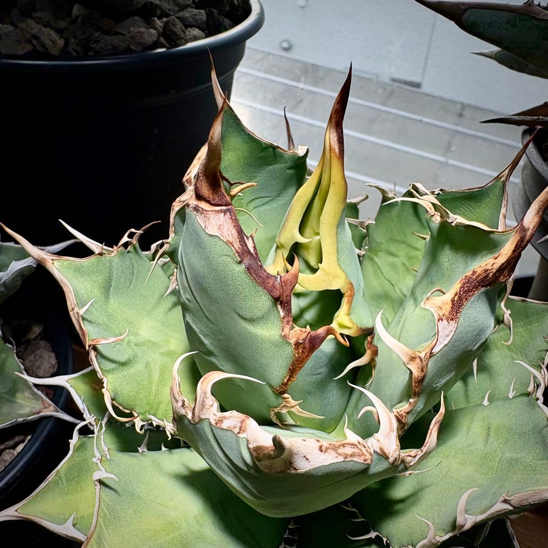 アガベ オアハカ　オテロイ　現地株　チタノタ