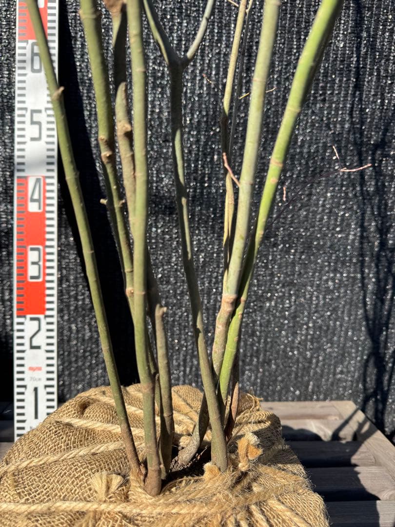 山採り　ヤマモミジ　株立ち　美幹　自然樹形　【品番3528】