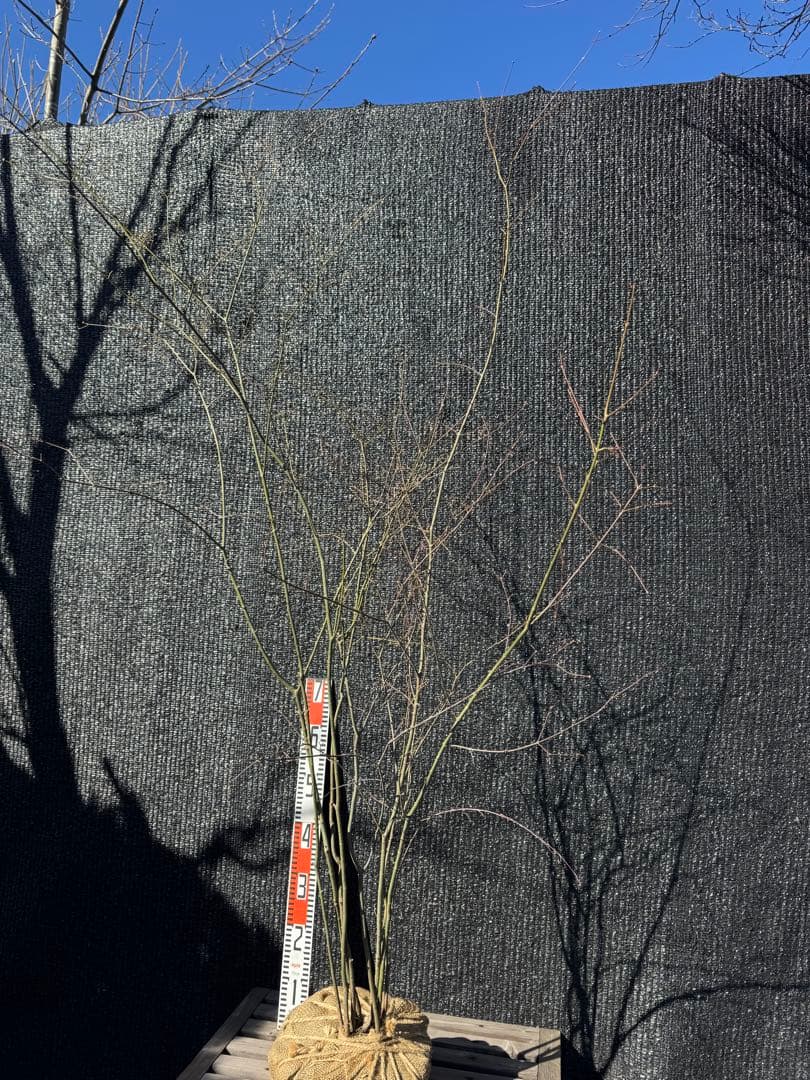 山採り　ヤマモミジ　株立ち　美幹　自然樹形　【品番3528】