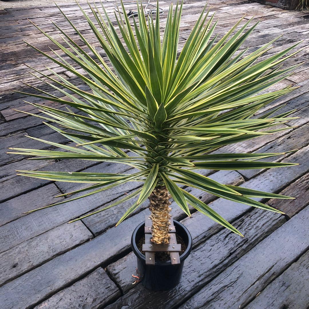 ユッカ アロイフォリア　バリエガータ