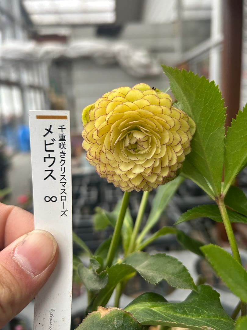 加藤農園 メビウス ♾️ クリスマスローズ