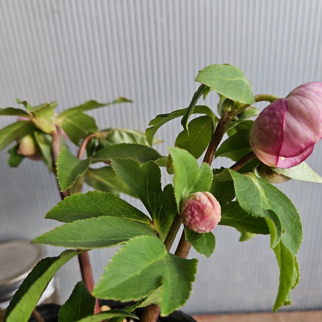 hyssa様ご購入苗㉖-514クリスマスローズ