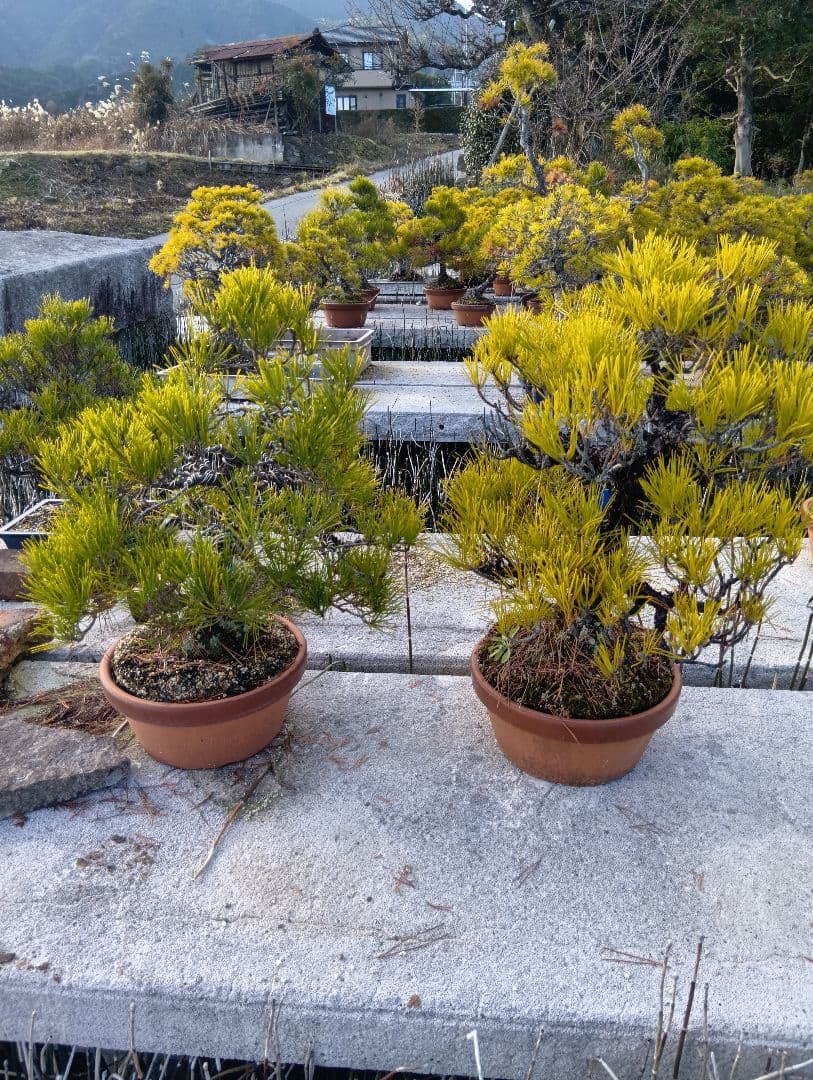 黒松（実生から45年）2鉢まとめて