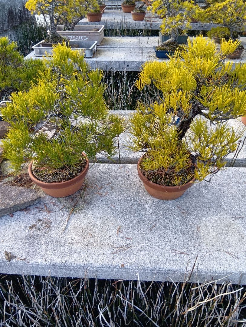 黒松（実生から45年）2鉢まとめて