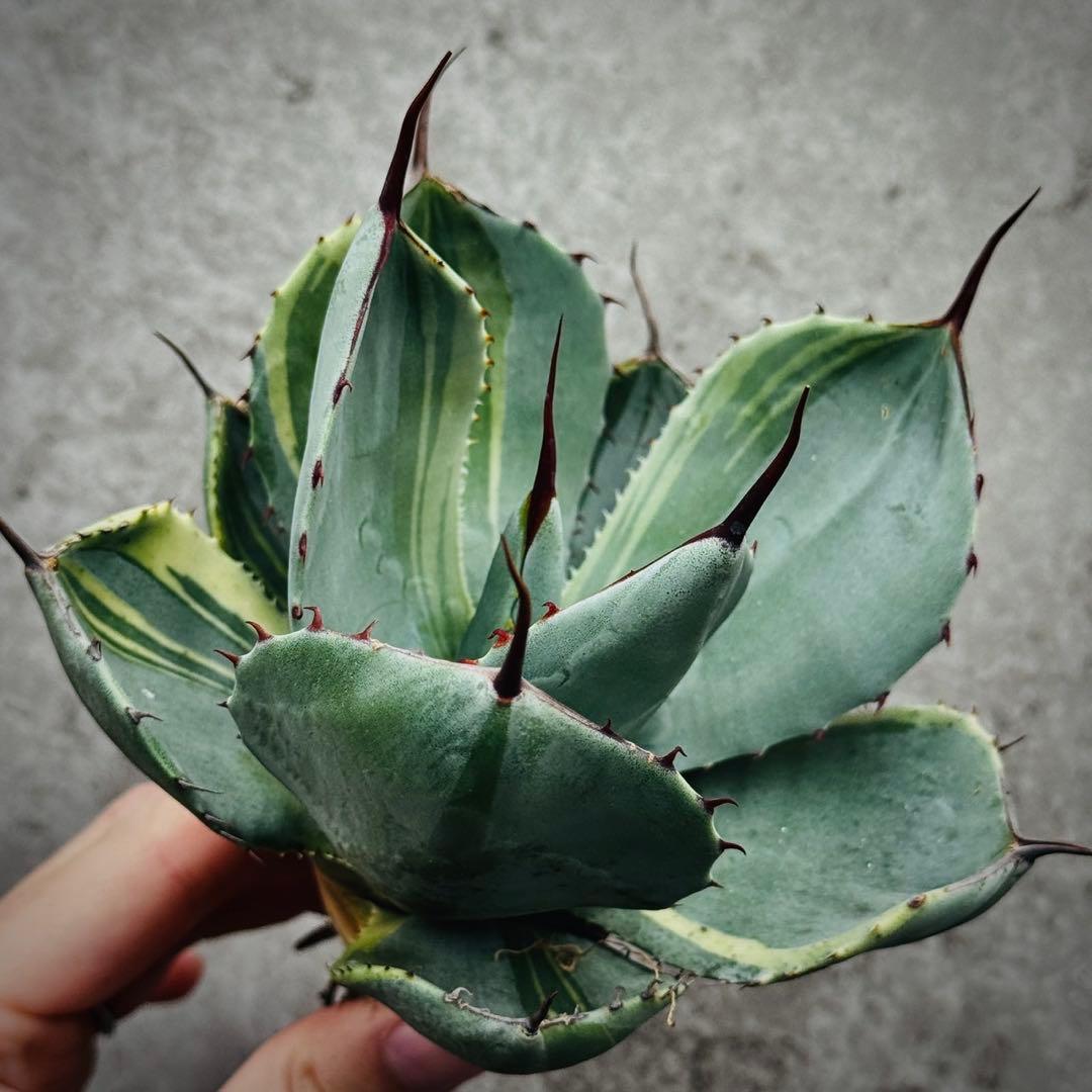 佐*い様 多肉植物・アガベ・変異パリー・パリートランカータ・厚葉・世の中希少特選