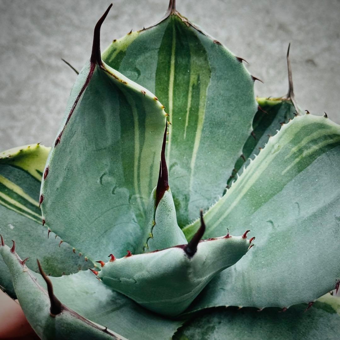 佐*い様 多肉植物・アガベ・変異パリー・パリートランカータ・厚葉・世の中希少特選