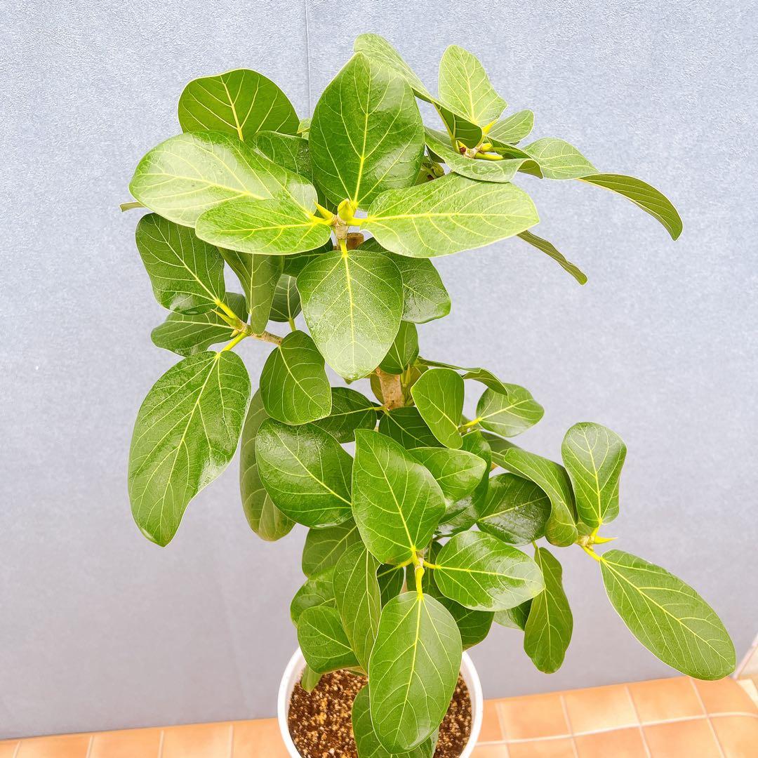 現品　フィカス　ゴムの木　ベンガレンシス　33番　曲り　インテリア　観葉植物