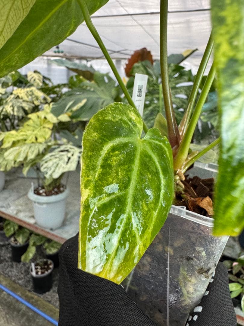 1アンスリウム　ミシェル　x クリスタル　シルバー　斑入り