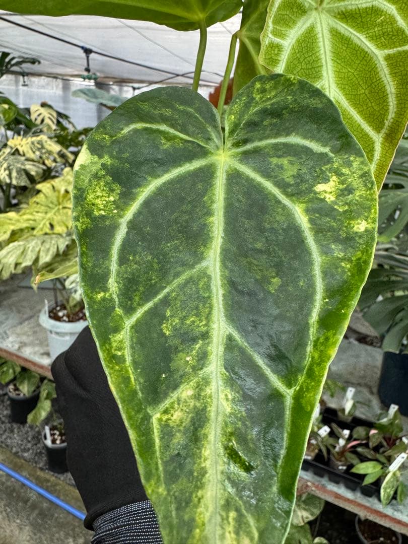 1アンスリウム　ミシェル　x クリスタル　シルバー　斑入り