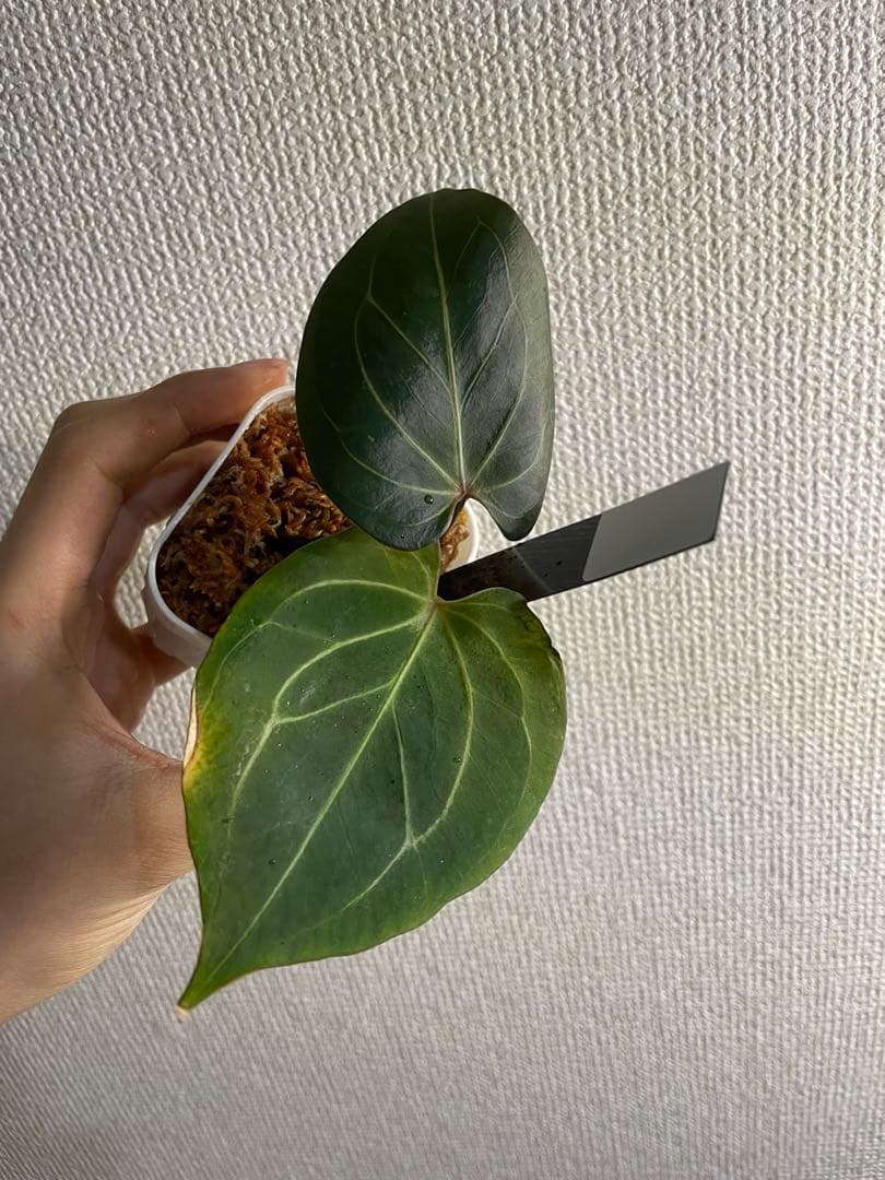 アンスリウム　HU KOS キングオブスペード　haji