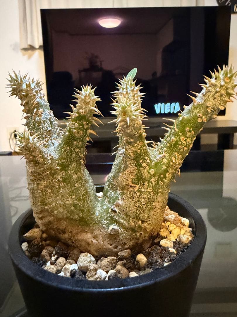 塊根植物 パキポディウム2頭　現地球　発根済