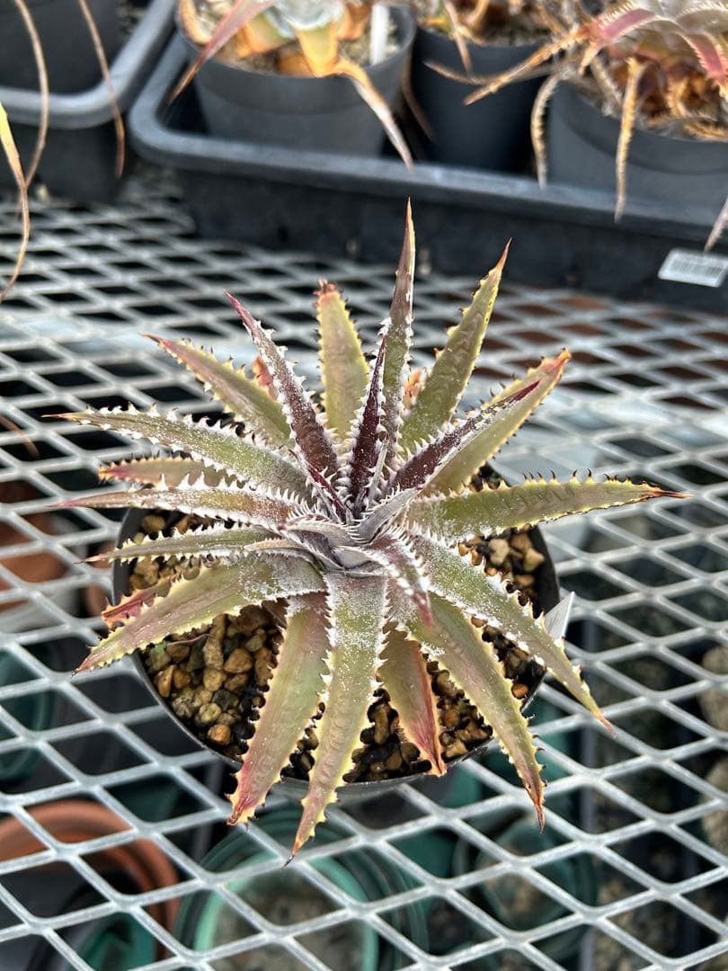 ディッキア Dyckia ‘A New Beginning’ original