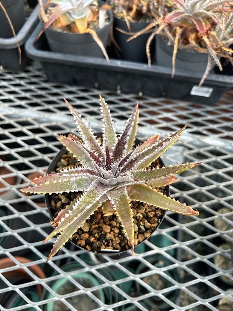 ディッキア Dyckia ‘A New Beginning’ original