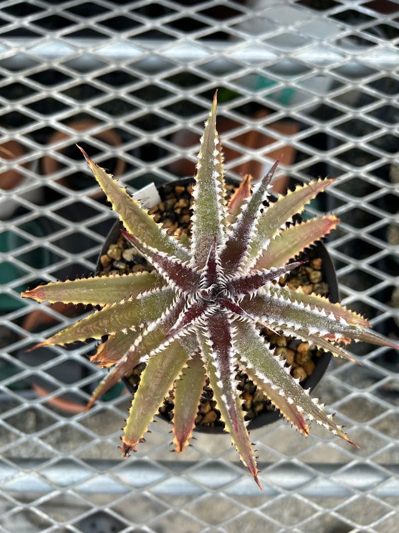 ディッキア Dyckia ‘A New Beginning’ original