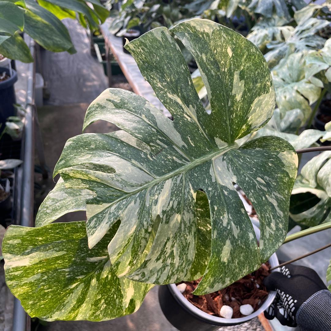 H1 モンステラ　レガシー　美斑入り株